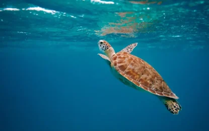 Why Sea Turtles Are the True Stars of the Ocean