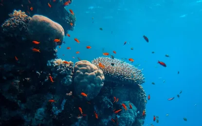 Plastic-Free Diving: Simple Steps You Can Take